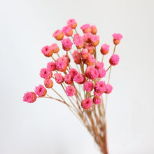 Load image into Gallery viewer, Dried Flower
